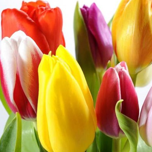 tulips - Southampton Florist NY | Flower Delivery The Hamptons